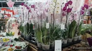 Немного Орхидей и классные мягкие игрушки в Ашане 6 марта 2023г.
