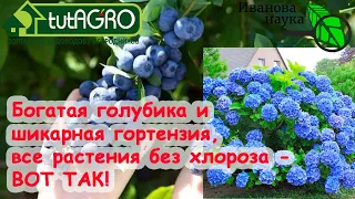 7 БЮДЖЕТНЫХ СПОСОБОВ УЛУЧШИТЬ ПЛОДОРОДИЕ ПОЧВЫ... ПОДКИСЛЕНИЕМ! Для голубики, гортензий, томатов...