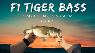 Chasing F1 Bass on Smith Mountain Lake