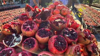 How to farming Pomegranate? agriculture process of Pomegranate cultivation &  Pomegranate Harvesting