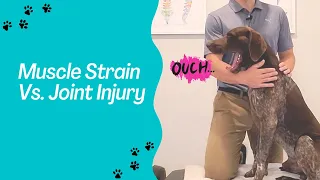 Muscle Strain Vs. Joint Injury in Dogs - How to Tell The Difference