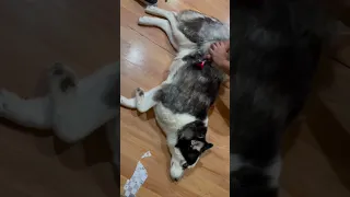 Husky shedding winter coat….