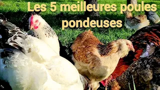 Les 5 meilleures poules pondeuses