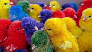 Tangkap ayam hias ayam warna warni ayam mantul ayam mainan ayam rainbow ayam lucu anak ayam bebek