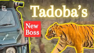 Chhota Matka Head-on @ Tadoba National Park | Tiger Cubs @ Navegaon Buffer | Wildlife Jungle Safari