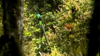 The Quetzal bird´s forest in Chiapas, Mexico