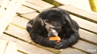 The Chimps Love Pumpkins