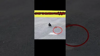 A strange relationship between a crow and a mouse #shorts #animals #viral#ytshorts