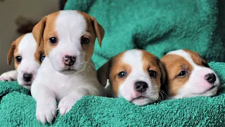 ONE DAY in the life of PUPPIES. Funny Jack Russell Terrier Puppies 5 weeks