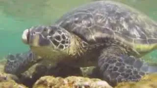 Hawaiian Green Sea Turtle's Plea for Help - Fibropapilloma Tumors