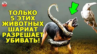 5 ЖИВОТНЫХ КОТОРЫХ ИСЛАМ РАЗРЕШИЛ ВАМ  УБИВ@ТЬ, ЕСЛИ ОНИ УГРОЖАЮТ ВАШЕЙ ЖИЗНИ