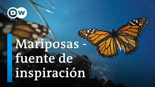 ¿Qué podemos aprender de las mariposas? | DW Documental