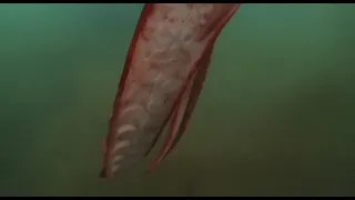 Гигантский кальмар   архитеутис 16 метров в длину
