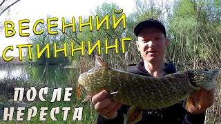 Pike fishing in spring after spawning | Pike on a spinning | Fishing technique