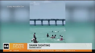 Caught on Camera: Large shark swimming near shore of crowded Florida beach