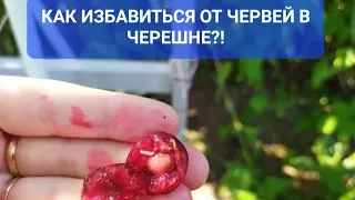 Вся черешня червивая?  что делать?