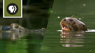 Giant River Otters Defeat Large Black Caiman