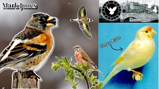 Breeding British Finches and the Supreme Clear Goldfinch Mule W/ Mark Jones | N&N Zoom Room