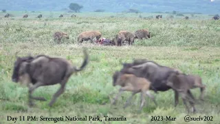 baby wildebeest saved from hyena's jaws - part 2 - before the takedown