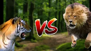 Лев vs Тигр! Кто Победит? Бой Насмерть | Animal Arena