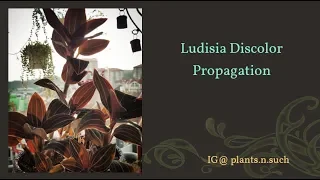 Ludisia Discolor - Propagation Experiment