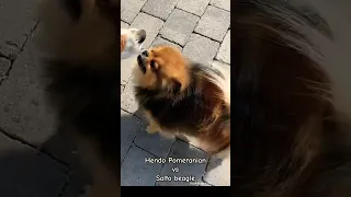 Pomeranian vs beagle #shorts #cute #hendopomeranianpuppy #trending #dog