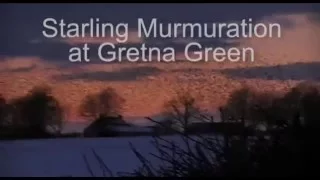 STARLING MURMURATION at GRETNA GREEN