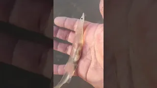 Translucent fish has FISH inside stomach! What is going on!?!? #viral #shorts