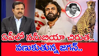 ఏపీలో నమీబియా చిరుత.. వణుకుతున్న జగన్..: Mahaa Vamsi Analysis | Pawan Kalyan VS Minister Roja