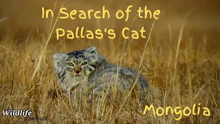 In search of the Pallas cat in Mongolia (Otocolobus manul cat) | Mongolia ep2/4