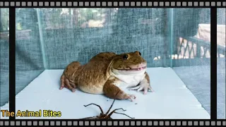 African Big Frog Eat Frog || Bullfrog Feed Spider || Asian Frog Eating small Frog #frog #frogfeed