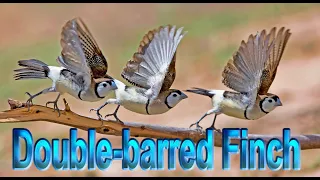 Double-barred Finch - a documentary in the wild.