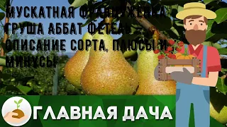 Мускатная француженка груша Аббат Фетель — описание сорта, плюсы и минусы