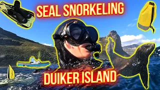 Seal Snorkeling | Duiker Island | Hout Bay | Cape Town