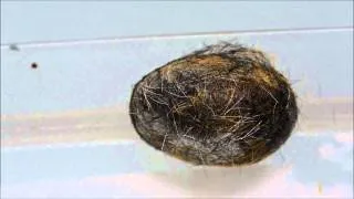 Caterpillar Cocoon Time Lapse
