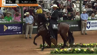 GRAN CAMPEONATO DE CABALLOS TROCHA COLOMBIANA COPA AMÉRICA EQUINA 2022