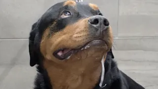 Big scary Rottweiler afraid of heights