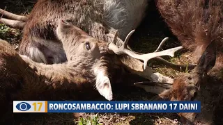 Rocncosambaccio: lupi sbranano 17 daini