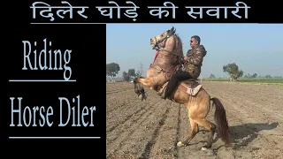 दिलेर घोड़े की सवारी riding horse diler