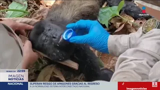 Ola de calor provoca la muerte de monos aulladores en Tabasco | Imagen Noticias Fin de Semana