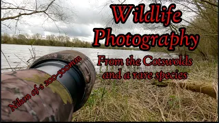 Wildlife photography . the cotswolds and Thames path.