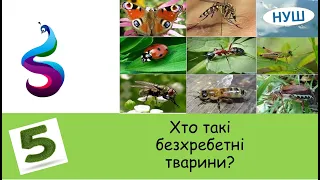 Хто такі безхребетні тварини?