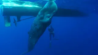 Baby Whale Mistakes Boat For Mother | Ocean Giants | BBC Earth