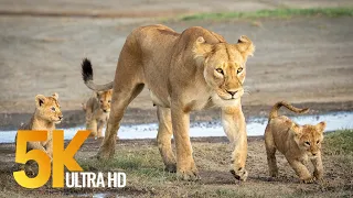 5K African Wildlife - Virtual Trip to Kgalagadi Transfrontier Park, South Africa - 1 Hour Video