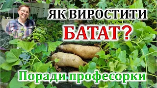 Як виростити БАТАТ