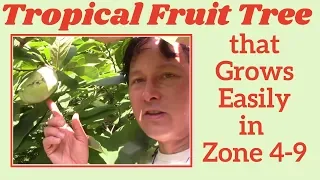 One Tropical Native Fruit Tree You Must Grow in Zone 4-9 that has the Best Amazing Fruit