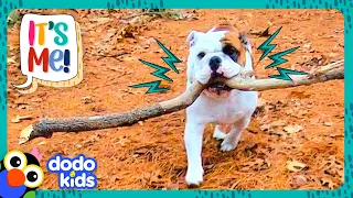 This Dog Won’t Give Up The Most Perfect Stick In The World | Dodo Kids | It’s Me!