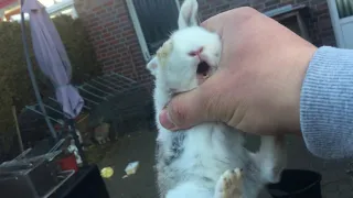 Cute baby rabbit scream /Baby bunny