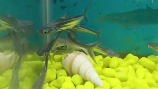 new fish add natural aquarium junagadh+ (21/5/2024)