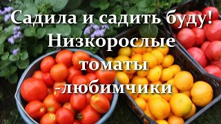 5 Ранньостиглих Сортів та Гібридів Низькорослих Томатів для вирощування в ґрунті та теплиці